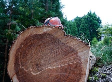 伐採見学での写真。林業のおっちゃんたちが阿吽の呼吸で木を倒していく様に圧倒しました。