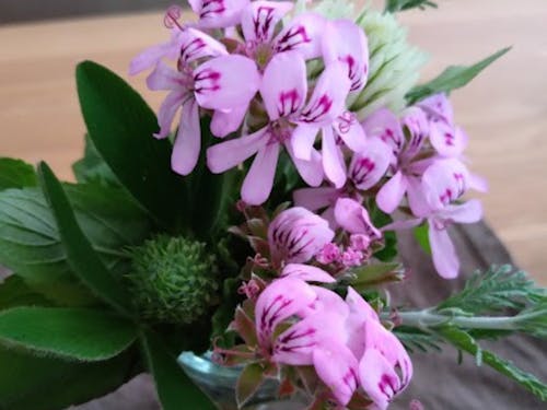 「ローズゼラニウム」の タージーマージ― （ハーブなど芳香のある植物を 束ねた花束のこと）