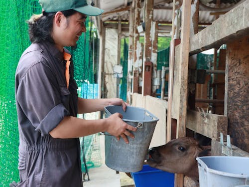 生後2~3ヶ月の子牛にミルクをあげる作業