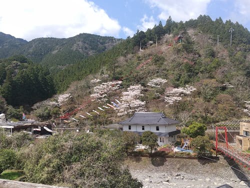 春の季節の馬路村の景色
