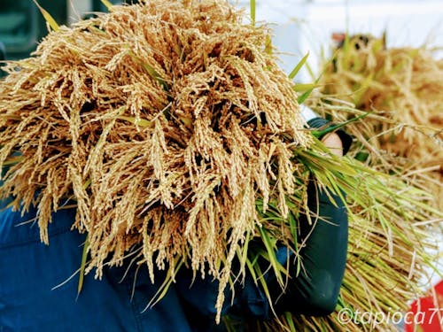 浜益米は美味しいと評判です!