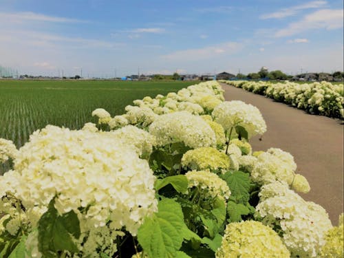 あじさいロード