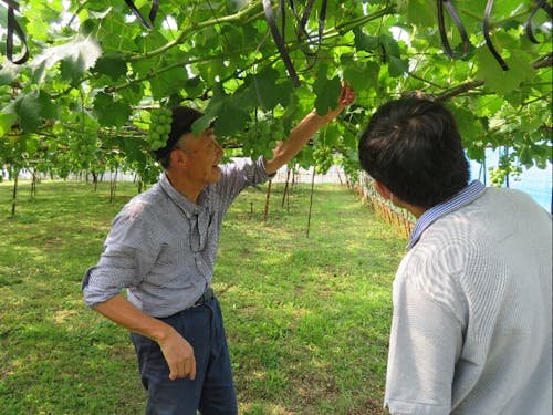 先輩農家から話をうかがう
