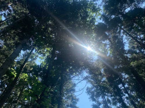 普代村の山林の中から様子です