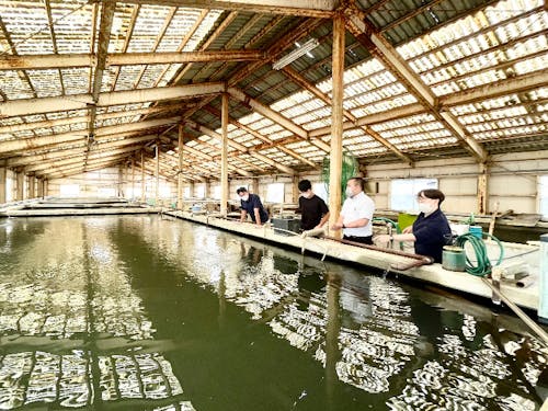 すっぽん以外にもチョウザメなども育てる養殖施設