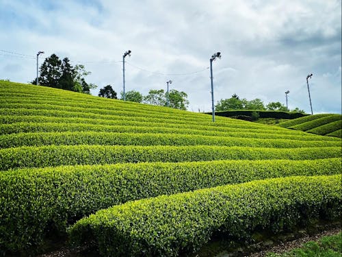 甲賀市信楽町に広がる茶畑