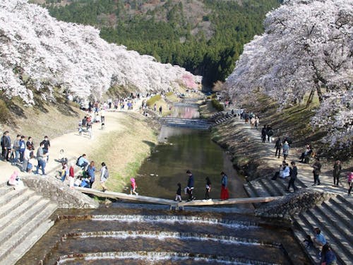 滋賀県甲賀市(鮎川さくらまつり)