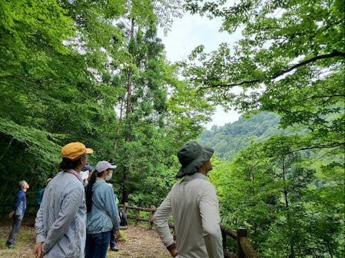 深い森の緑に癒される