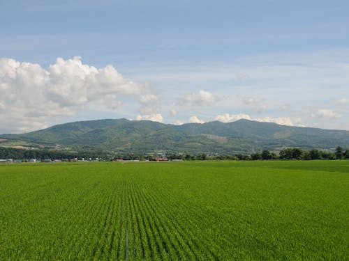 田園風景。田んぼの様子で季節の移ろいを感じられます。
