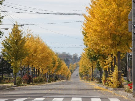 秋の銀杏並木。黄色に色づく一本道は、人気の撮影スポットです。