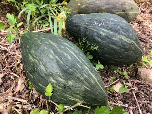 五箇山特産のぼべらかぼちゃ。ラグビーボールみたいな形がかわいい。