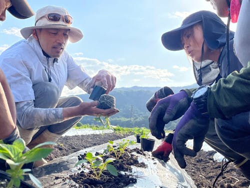苗の健康を確かめて植えます