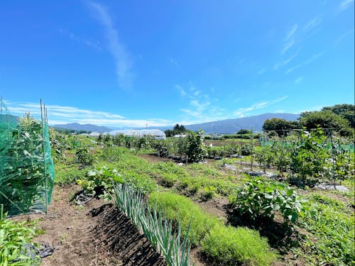 町で貸し出している交流菜園