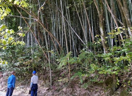 里山に入り込んだ竹は周りを暗くしてしまいます