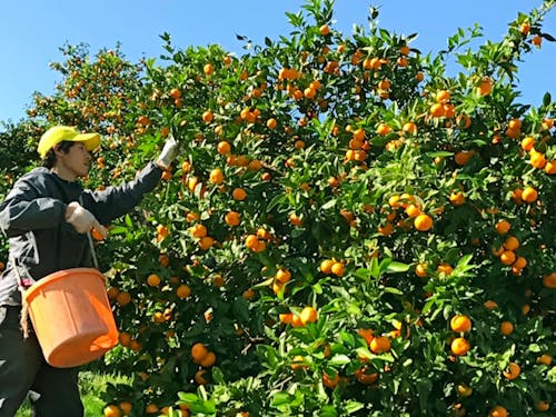 石畳の段々畑が続く風景の中、たわわに実った蜜柑を収穫。