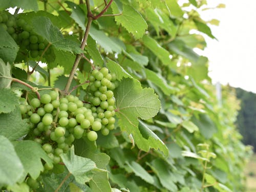 ワイナリーの畑ですくすく育つワイン用ブドウ