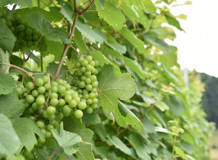 ワイナリーの畑ですくすく育つワイン用ブドウ