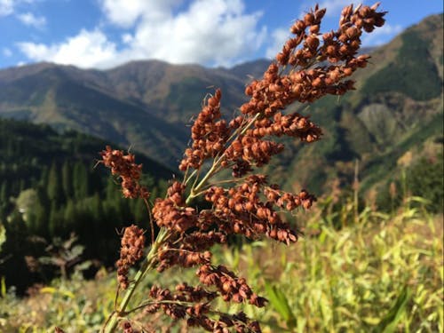 山で育った雑穀は味が濃いと言います。
