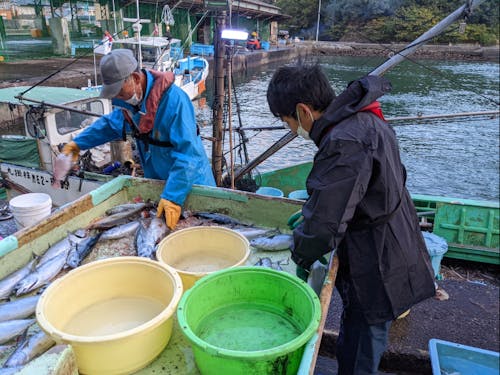 水揚げした魚の選別