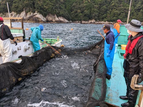 漁業体験の様子1