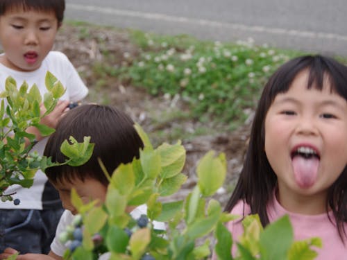 ブルーベリーを摘んでは食べて紫の舌を出すのがルーティーン