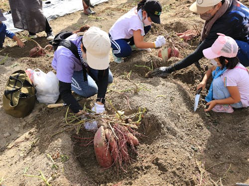 芋掘り体験