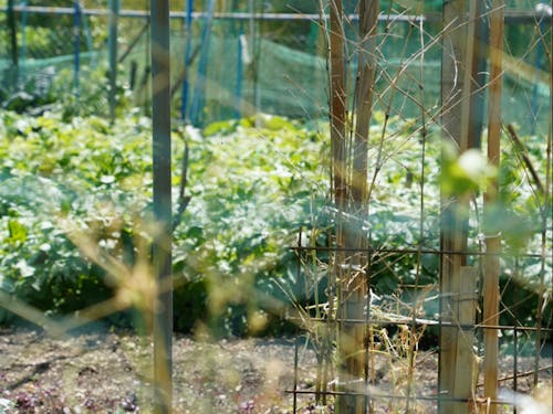 子育て環境を考えたときに自然がある場所を検討する方も多いですよね。村では、田んぼはなくとも家庭菜園を楽しめますよ。