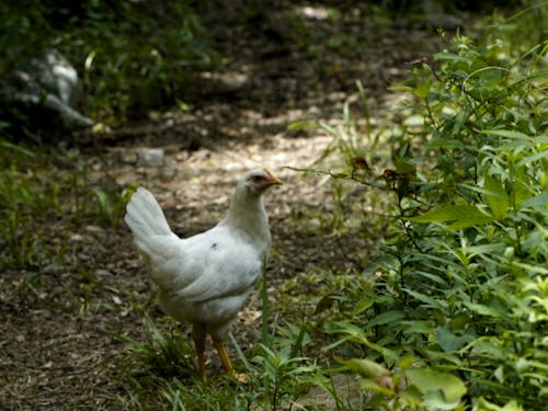 鶏を飼っている村民さんもチラホラいます。また、鹿や猪などのジビエもよくあり、命の勉強をするきっかけが身近にあります。