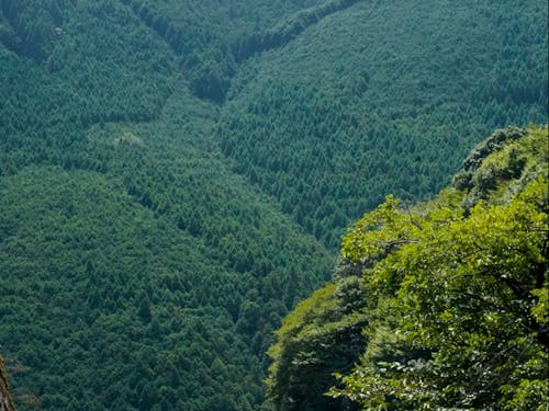 500年前から始められたスギとヒノキの植林。森に人が入って人の手で育っていく木を見てみませんか?