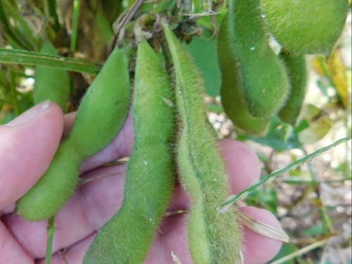 "たわわ"に育った八鹿浅黄大豆の枝豆