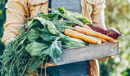 規格外の野菜を捨てずに活用するプロジェクト
