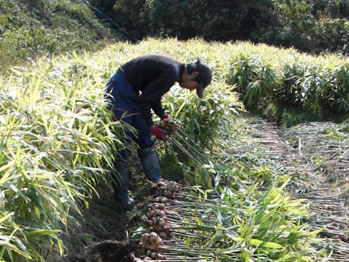 小さな農園だからこそできる丁寧な栽培方法で、大事に育てています