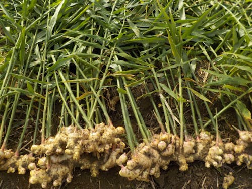 生姜で世界を元気に！