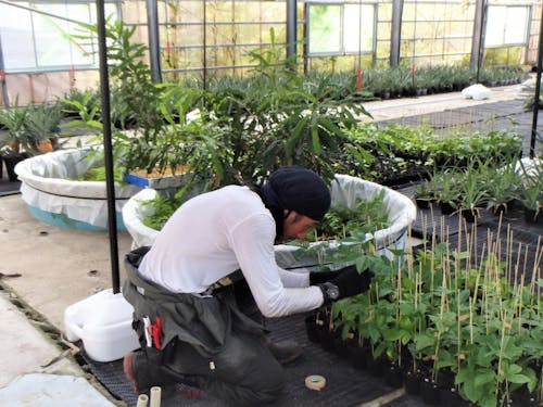 育苗ハウスでの苗管理