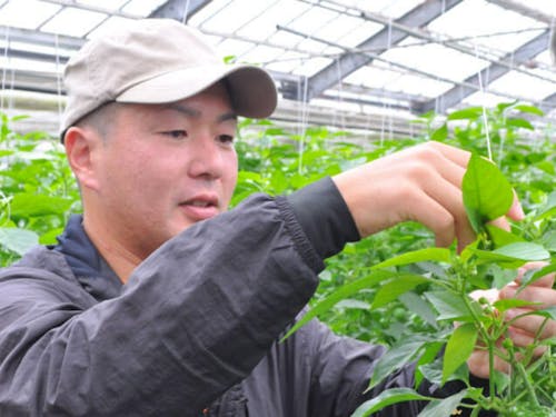 ピーマン栽培（Uターン）