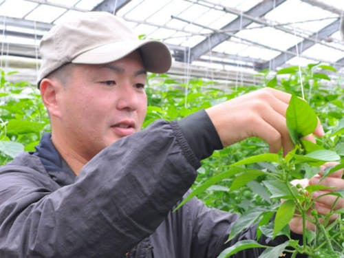 ピーマン栽培(Uターン)