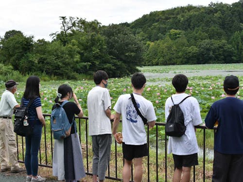 ８月に初めての現地調査に行ってきました。田根の西池ではハスの花が満開でした！