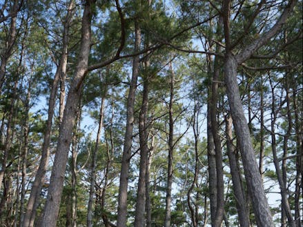 樹齢50年を超えるマツ林
