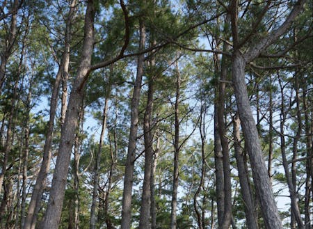 樹齢50年を超えるマツ林