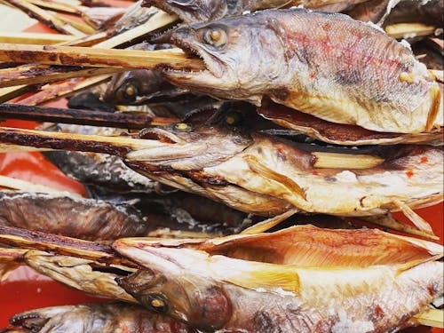 川で釣ったアメゴは塩焼きにして自然の中で食べるのがおススメ!