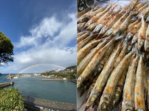 間人漁港と沖ギス(間人地域)