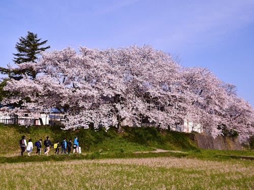 通学路の桜並木