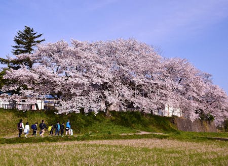 通学路の桜並木