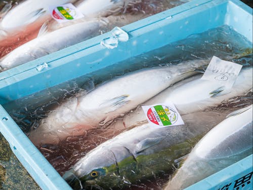 船上で活け〆された、丸々と肥えた早田産ブリ