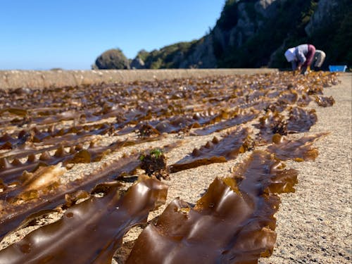 目の前の海は海の幸の宝庫