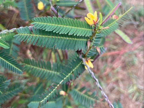 "カワラケツメイ" 葉を乾燥させ粉末にしてご飯一緒にと炊く