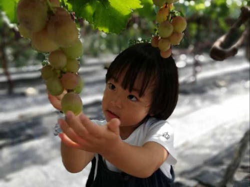 季節の果物狩りも♪