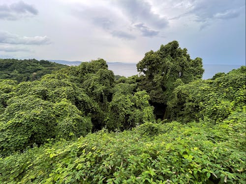 増え続ける耕作放棄地