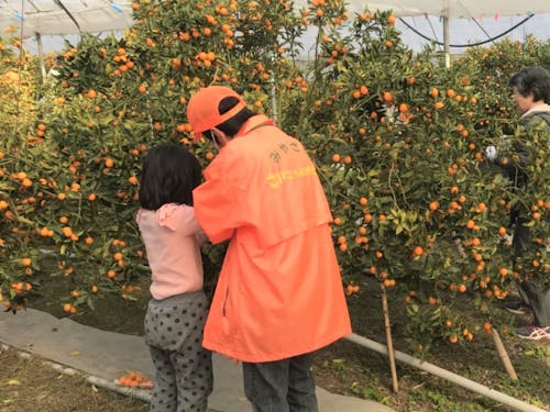 イベントでの収穫体験の様子(きんかん)