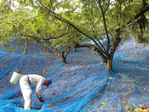 収穫の様子(栗)